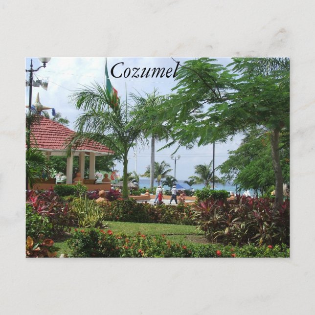 Cozumel Tropical Palm Tree Postcard (Front)