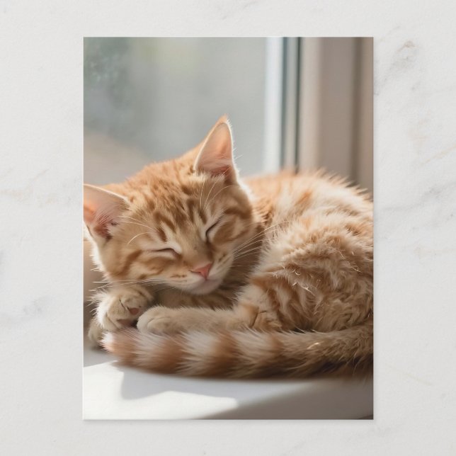 Cozy Ginger Cat Sunbathing Nap Postcard (Front)