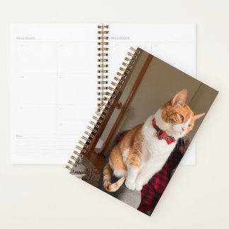 Cozy Orange Tabby Cat Planner Small