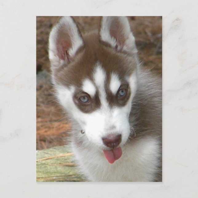 CR- Siberian Puppy Postcard (Front)