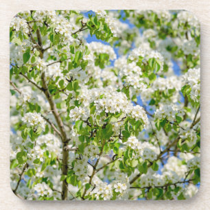 Crab apple blossom coaster