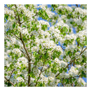 Crab apple blossom photo print