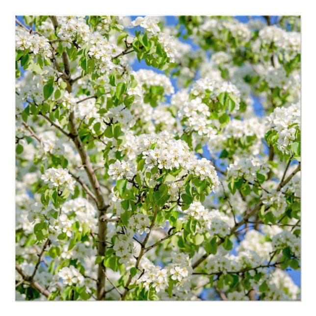 Crab apple blossom photo print (Front)