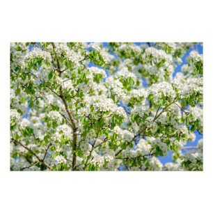 Crab apple blossom photo print