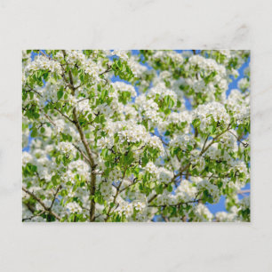Crab apple blossom postcard