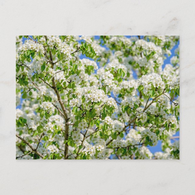 Crab apple blossom postcard (Front)