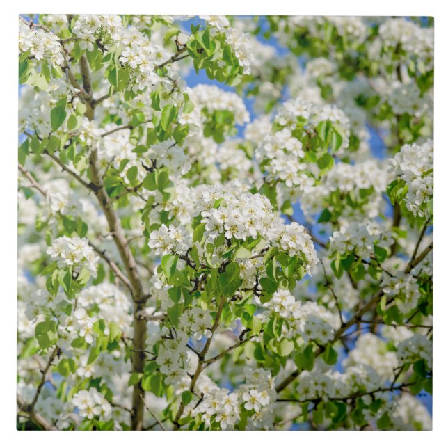 Crab apple blossom tile (Front)