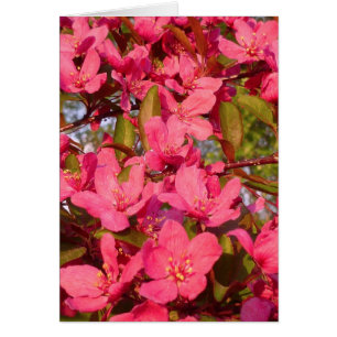 Crab Apple Blossoms