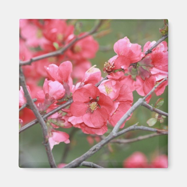 Crab Apple Blossoms Magnet (Front)