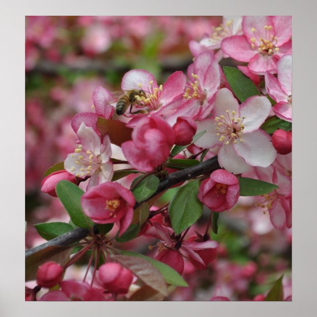 Crab Apple Blossoms Poster (Front)