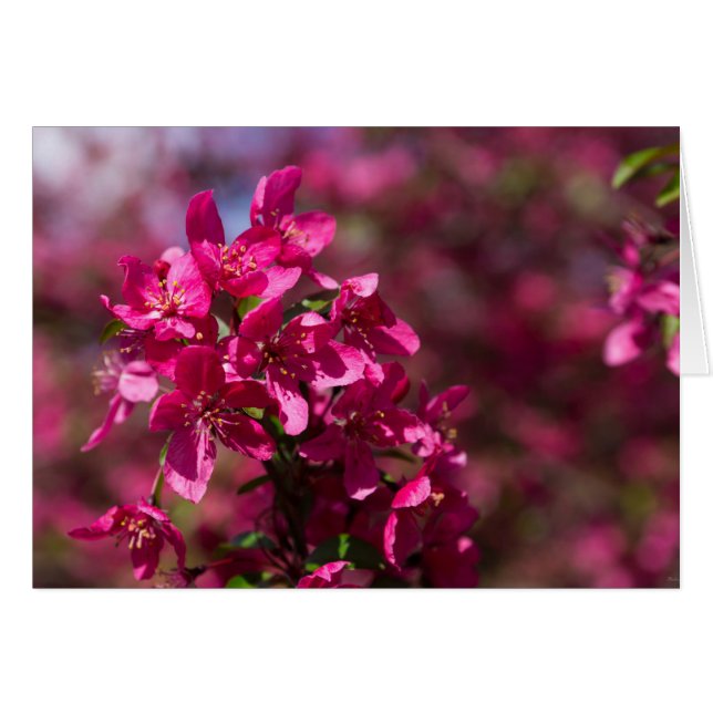 Crab Apple Shadows (Front Horizontal)