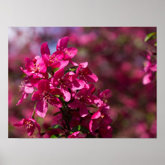 Crab Apple Shadows Poster (Front)