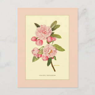 Crab Apple Tree Blossoms Postcard