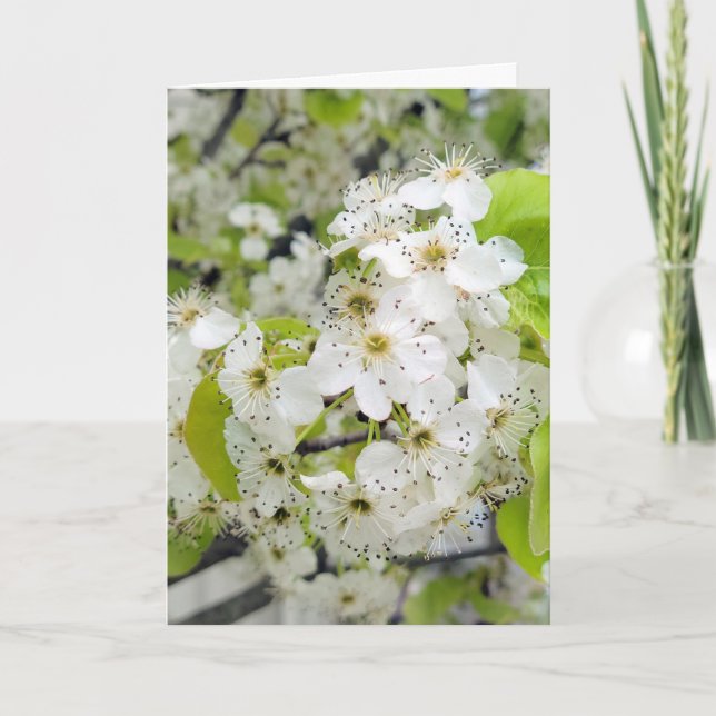 Crab Apple Tree Blossoms Sympathy Card (Front)