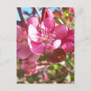 Crab Apple Tree in Bloom Postcard