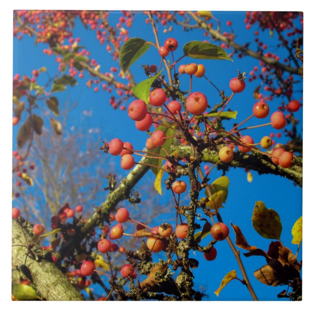 Crab Applies Against a Blue Sky Ceramic Tile (Front)