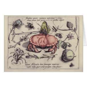 Crab Botanical Insect Flower Illustration