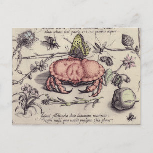 Crab Botanical Insect Flower Illustration Postcard