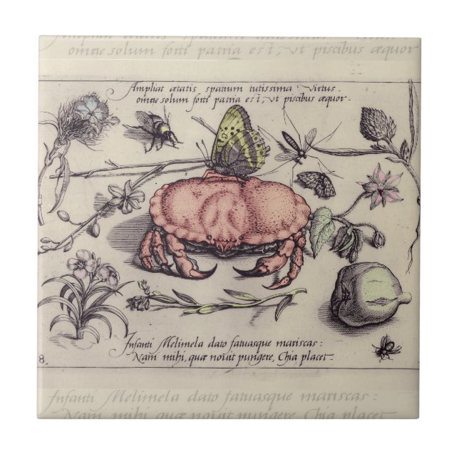Crab Botanical Insect Flower Illustration Tile (Front)