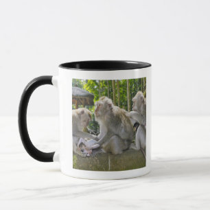 Crab-eating Macaque, Macaca fasciularis, in Ubud Mug