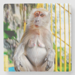 Crab-eating macaque stone coaster