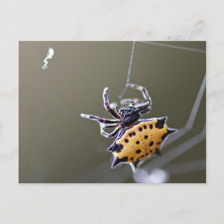 Crab Like Orb Weaver Spider Postcard