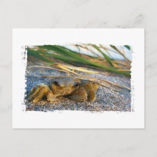 Crab on beach dune at sunset postcard