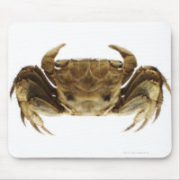 Crab on white background