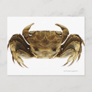 Crab on white background postcard