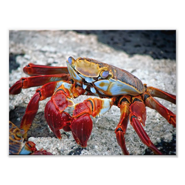 Crab photo print (Front)