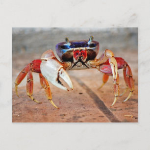 Crab Postcard