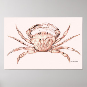 Crab Poster ~ Green Crab