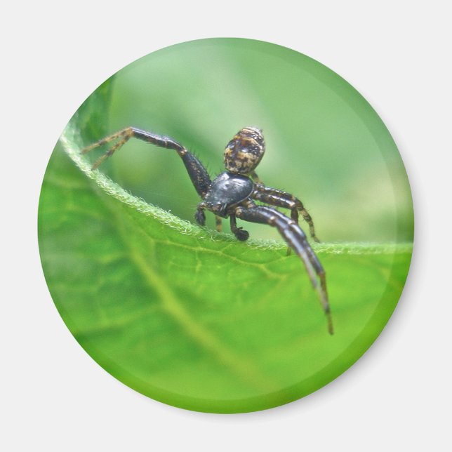 Crab Spider on Milkweed Coordinating Items Magnet (Front)