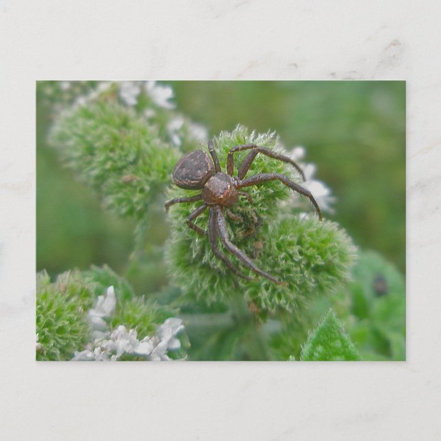 Crab Spider on Mint Postcard (Front)