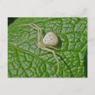 Crab Spider Postcard