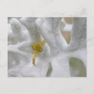 Crab Spider Thomisidae on Dusty Miller Postcard