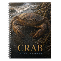 Crab Tidal Shores Wildlife ANIMAL