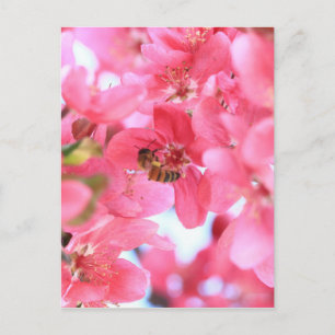 Crabapple Bees 2 Postcard