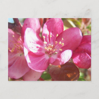 Crabapple Blossoms Postcard