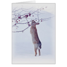 Crabapple Bunny - Rabbit