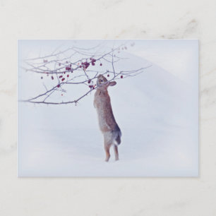 Crabapple Bunny - Rabbit Postcard
