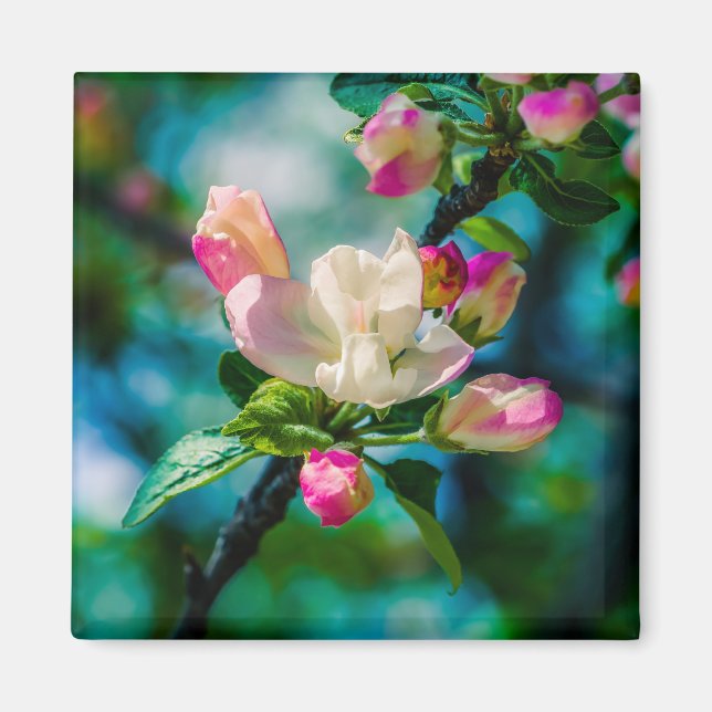 Crabapple flower and buds magnet (Front)