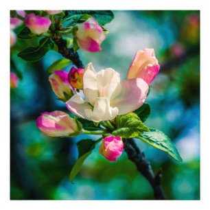 Crabapple flower and buds photo print