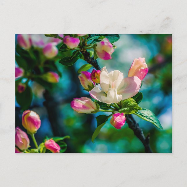Crabapple flower and buds postcard (Front)