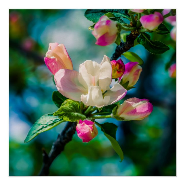 Crabapple flower and buds poster (Front)