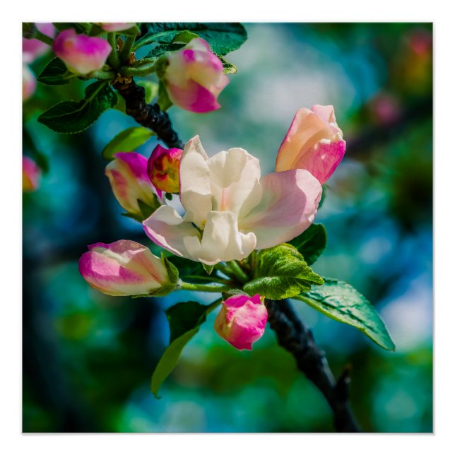 Crabapple flower and buds poster (Front)