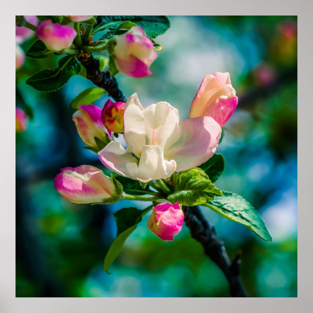 Crabapple flower and buds poster (Front)