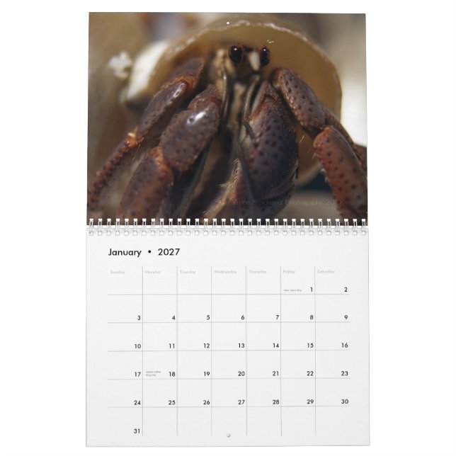 crabby, Hermit Crabs Calendar (Jan 2027)