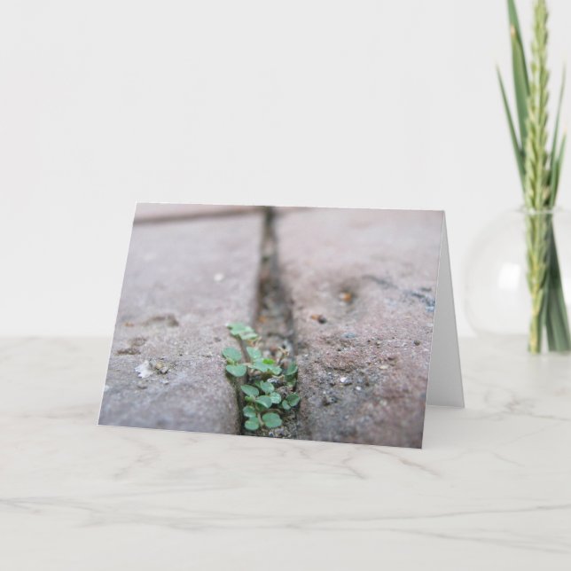 Crack Ivy by Richard Dodd Card (Front)