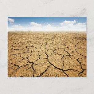 Cracked Desert Floor Postcard